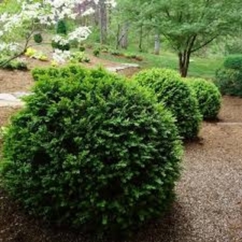 Buxus sempervirens