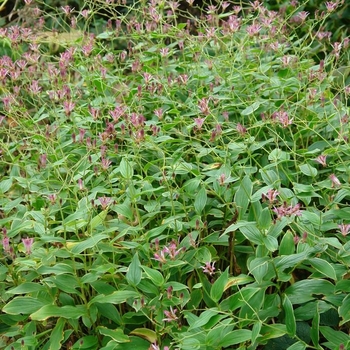 Tricyrtis formosana 'Samurai' 