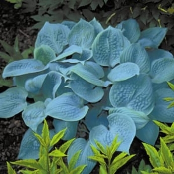 Hosta 'Fragrant Blue' 