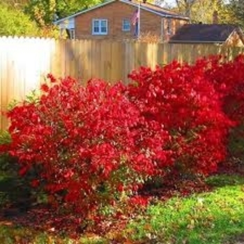 Euonymus alatus 'Pipzam' 