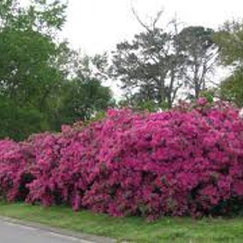 Rhododendron Southern Indica hybrid 'Lavender Formosa' 