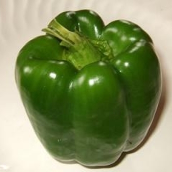 Capsicum annuum 'Big Bertha' 