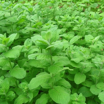 Mentha suaveolens