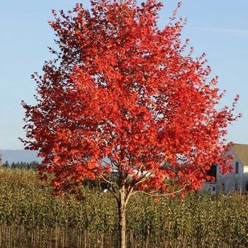 Acer x freemanii 'Sienna Glen®' 