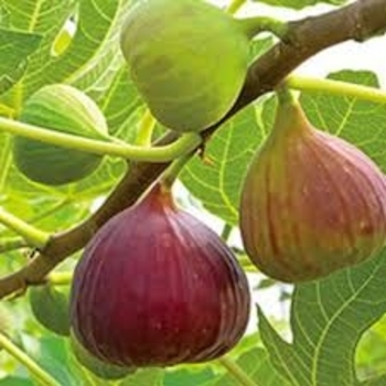 Ficus carica 'Olympian' 