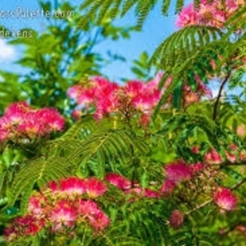 Albizia julibrissin 'E.H. Wilson' 