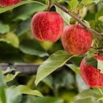 Malus domestica 'Gala' 