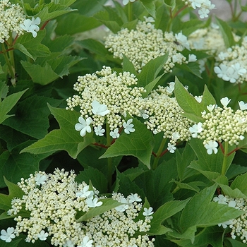 Viburnum trilobum 'Alfredo' 