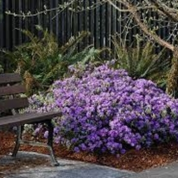 Rhododendron 'Ramapo' 