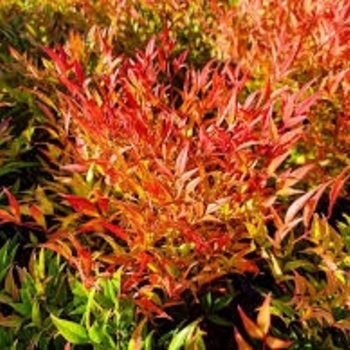 Nandina domestica 'Moon Bay' 