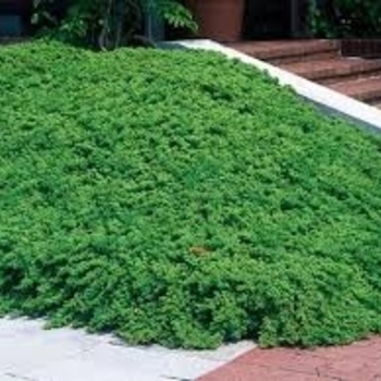 Juniperus procumbens 'Greenmound' 