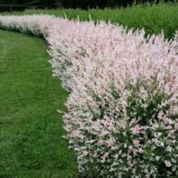 Salix integra 'Flamingo' 