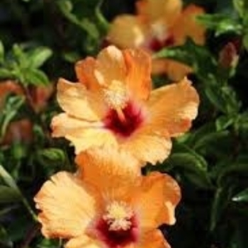 Hibiscus rosa-sinensis 'Cherie' 