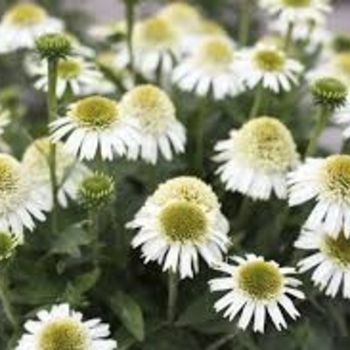 Echinacea 'Noecthree' 