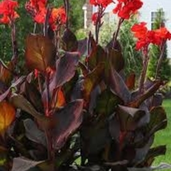 Canna 'Tropicanna Black' 