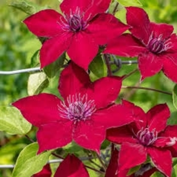 Clematis 'Evipo079' PPAF