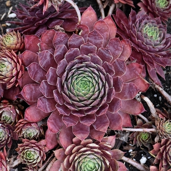 Sempervivum 'Peggy' 