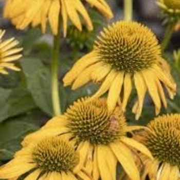 Echinacea 'Balevoelf' PP31064