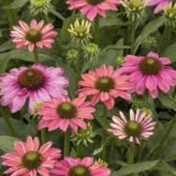 Echinacea 'Balevoeen' PP30998