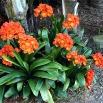 Clivia miniata 'Belgian Hybrid Orange' 