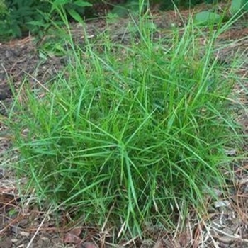 Carex muskingumensis 'Little Midge' 