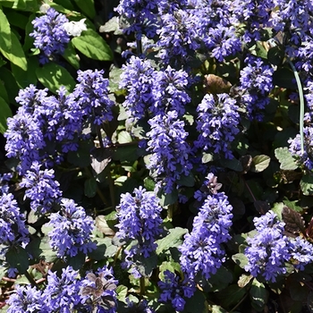 Ajuga reptans 'Gaiety' 