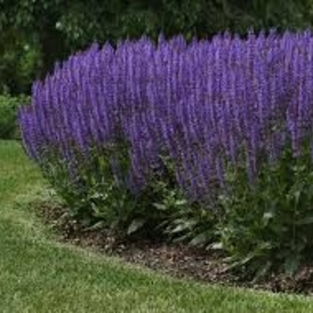 Salvia nemorosa 'Blue' 