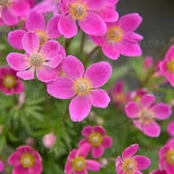 Anemone sylvestris 'Spring Beauty Pink' 