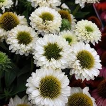 Echinacea 'Sunseekers White' 