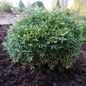 Buxus sinica var. insularis 'Franklin's Gem' 