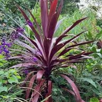 Cordyline 'Albatross' PP23715