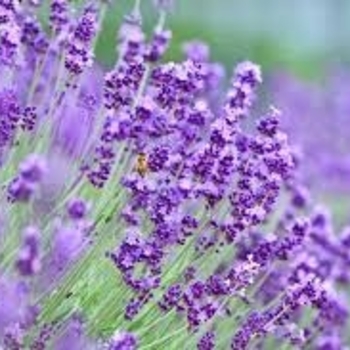 Lavandula x intermedia 'Hidcote Giant' 