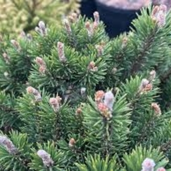 Pinus uncinata 'Silver Candles' 