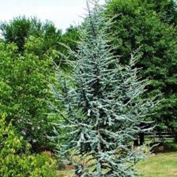 Cedrus atlantica 'Horstman' 