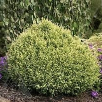 Chamaecyparis pisifera 'Cream Ball' 