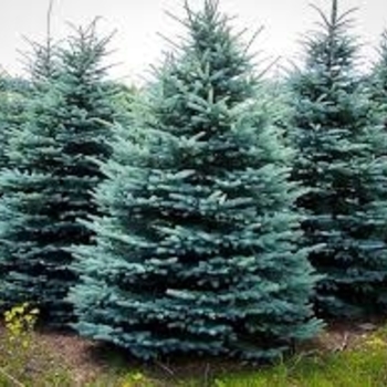 Picea pungens 'Bakeri' 