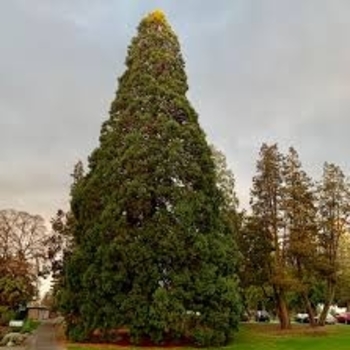 Sequoiadendron giganteum