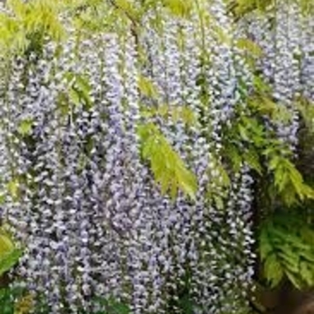 Wisteria brachybotrys 'Shiro-Beni' 