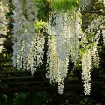 Wisteria brachybotrys 'Shiro-kapitan' 