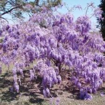 Wisteria brachybotrys 'Iko Yama Fuji' 