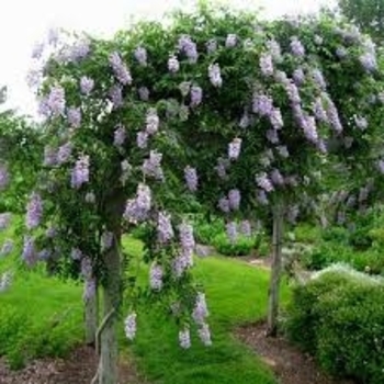 Wisteria macrostachya 'Blue Moon' 