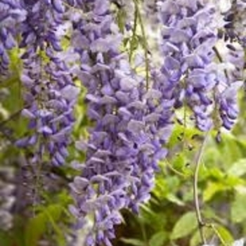 Wisteria floribunda 'Texas Purple' 