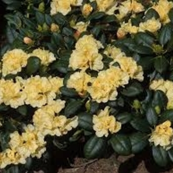 Rhododendron 'Lemon Dream' 