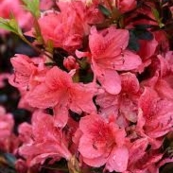 Rhododendron 'Fashion' 