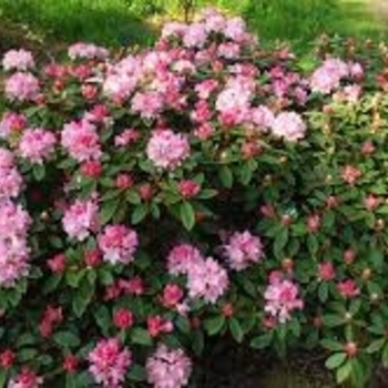 Rhododendron Yakushima hybrid 'Dreamland' 