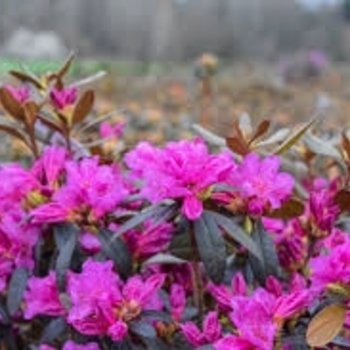 Rhododendron 'Checkmate' 