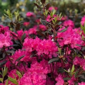 Rhododendron P.J.M. 'Landmark' 