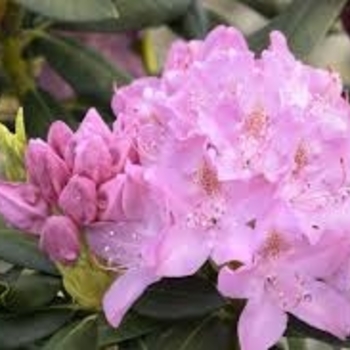 Rhododendron kaempferi 'Pink Treasure' 