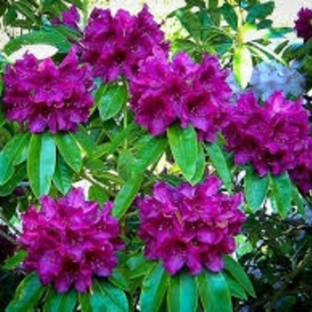 Rhododendron 'Edith Bosley' 