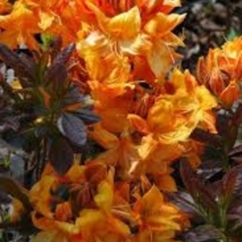 Rhododendron Exbury hybrid 'Klondyke' 